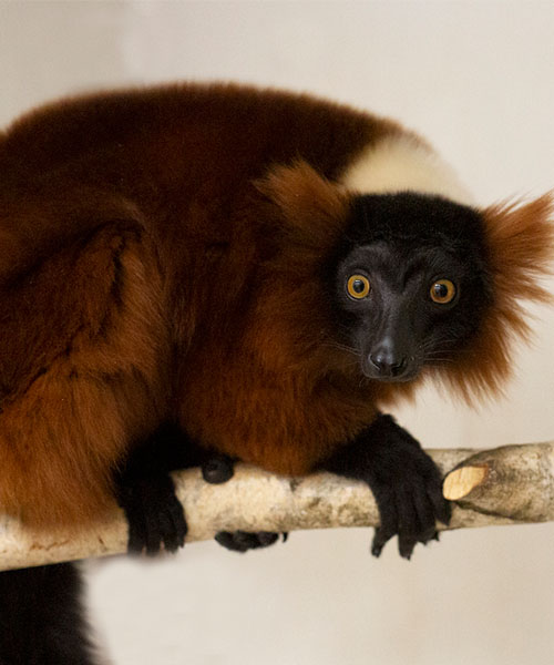 ICZoo-red-ruffled-lemur