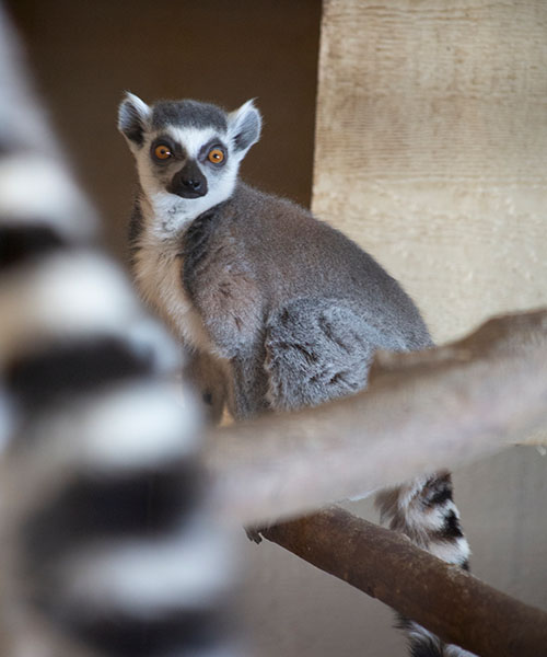 ICZoo-ring-tailed-lemur